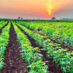 João Eustáquio De Almeida Junior explica como o manejo integrado pode transformar o dia a dia no campo.