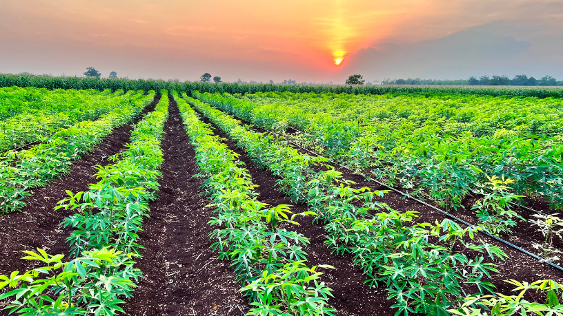 João Eustáquio De Almeida Junior explica como o manejo integrado pode transformar o dia a dia no campo.